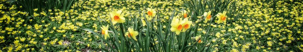 Planting Fields Foundation