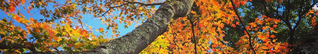 Planting Fields Foundation