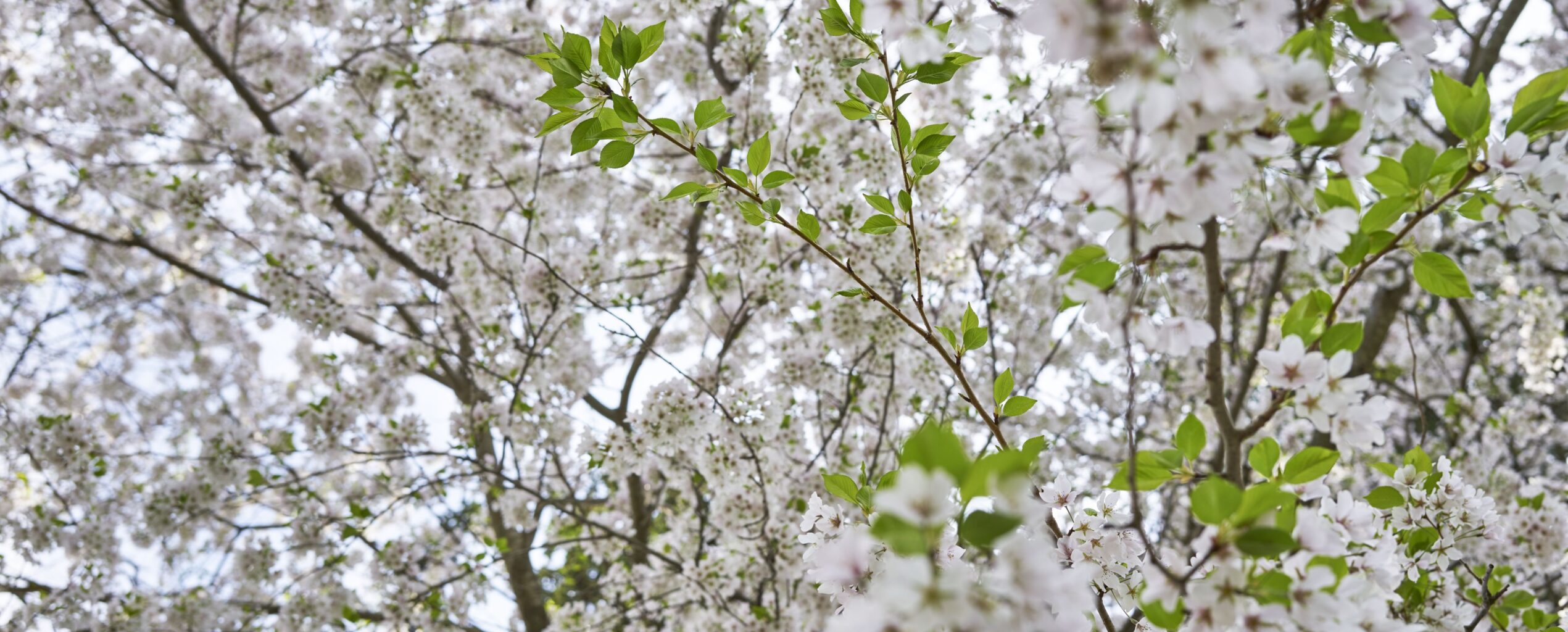 Planting Fields Foundation