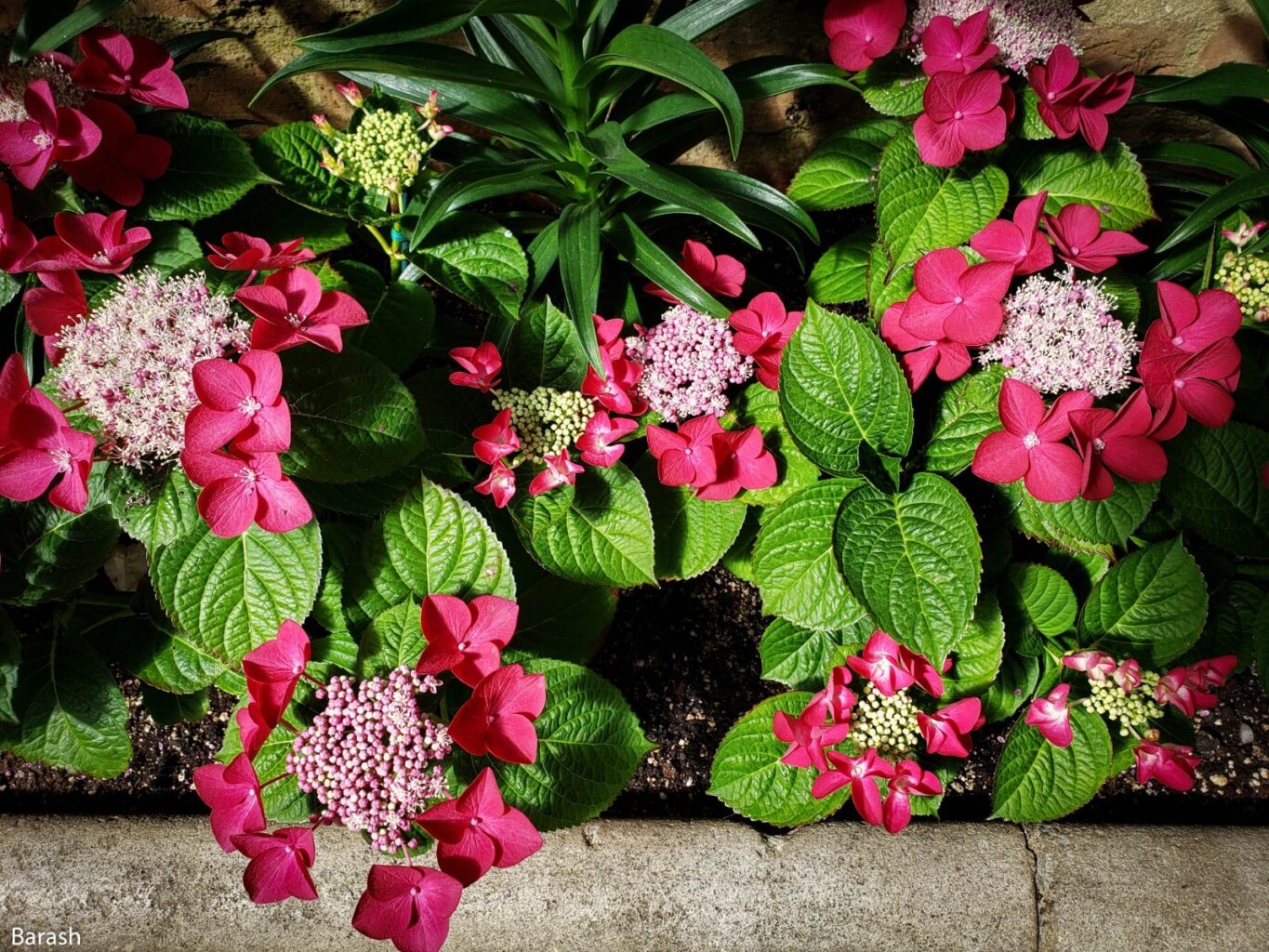 Planting Fields Foundation