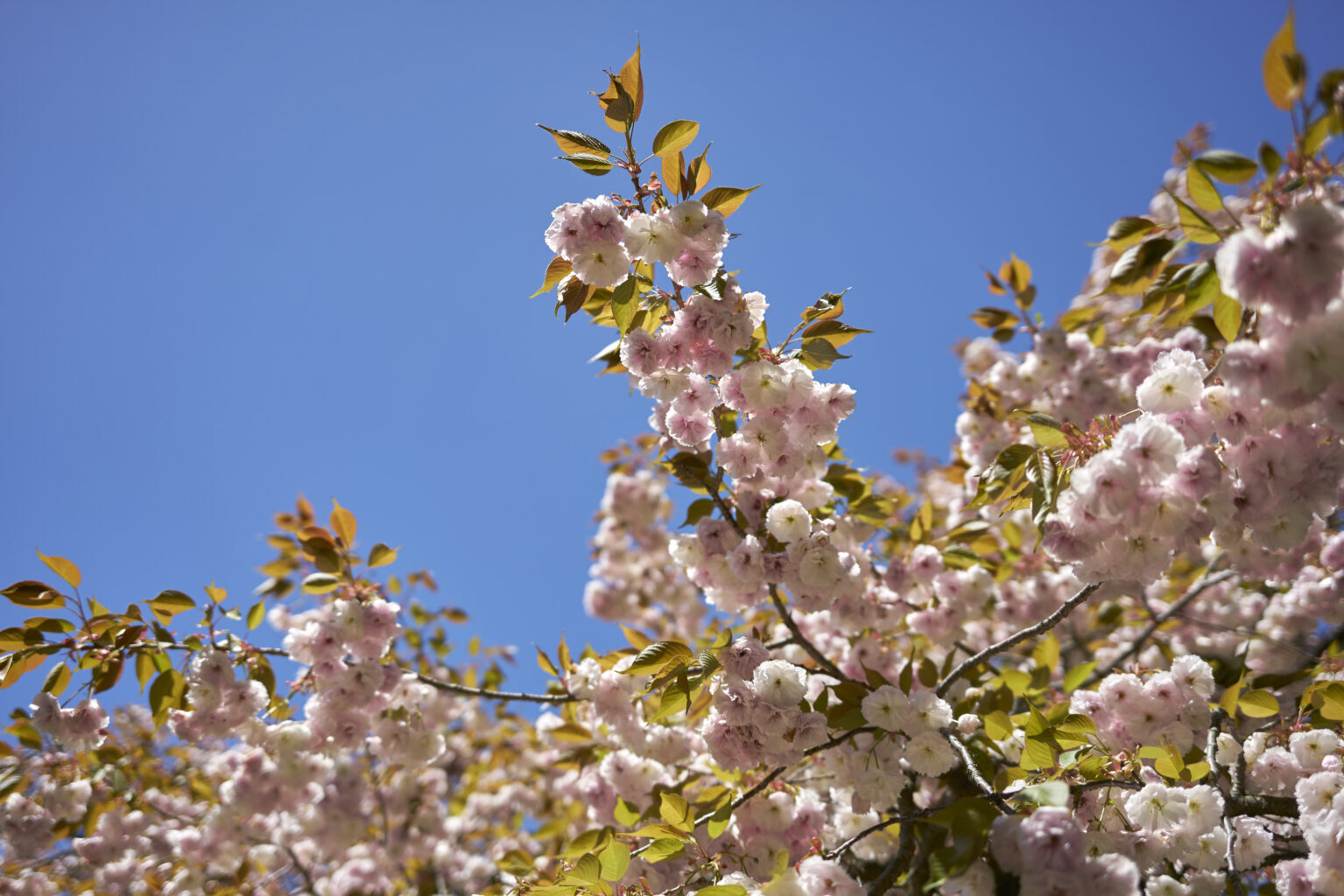 Planting Fields Foundation