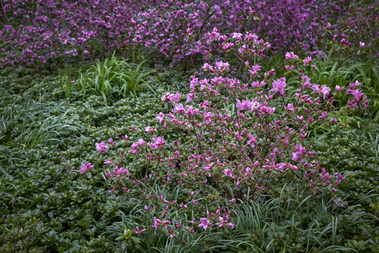 Planting Fields Foundation