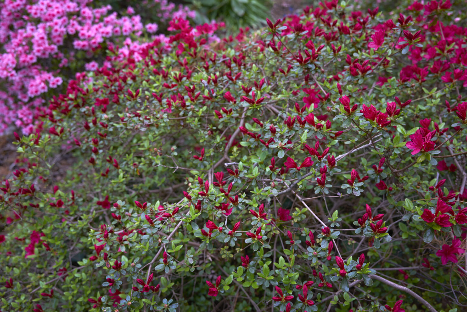 Planting Fields Foundation