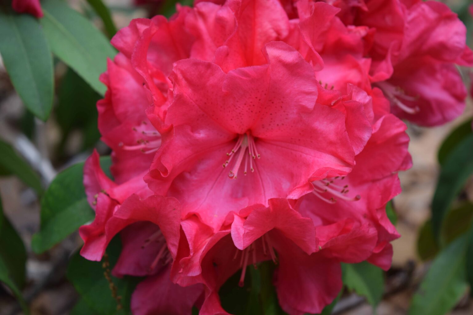 Planting Fields Foundation