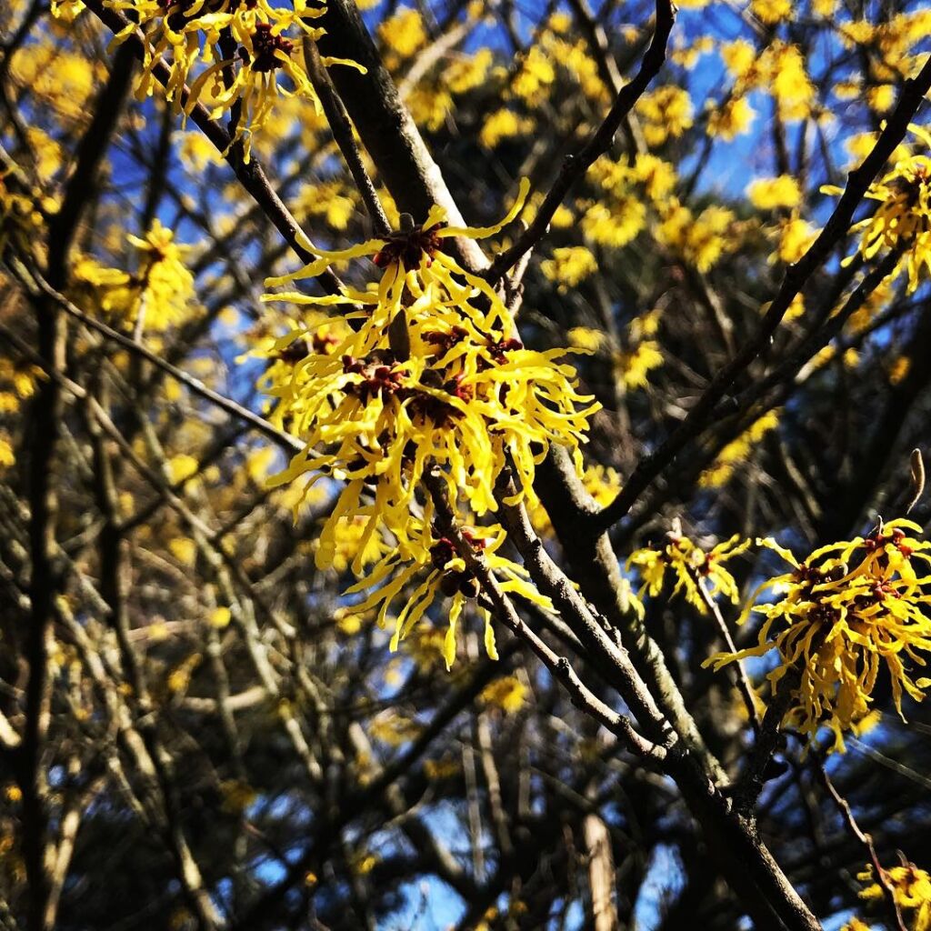 Planting Fields Foundation