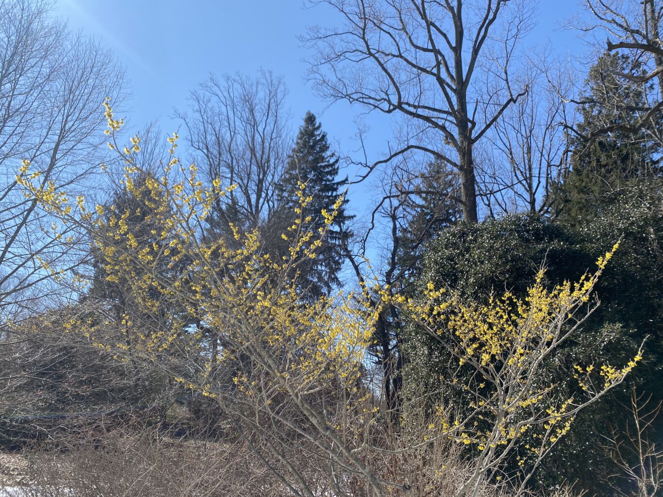 Planting Fields Foundation