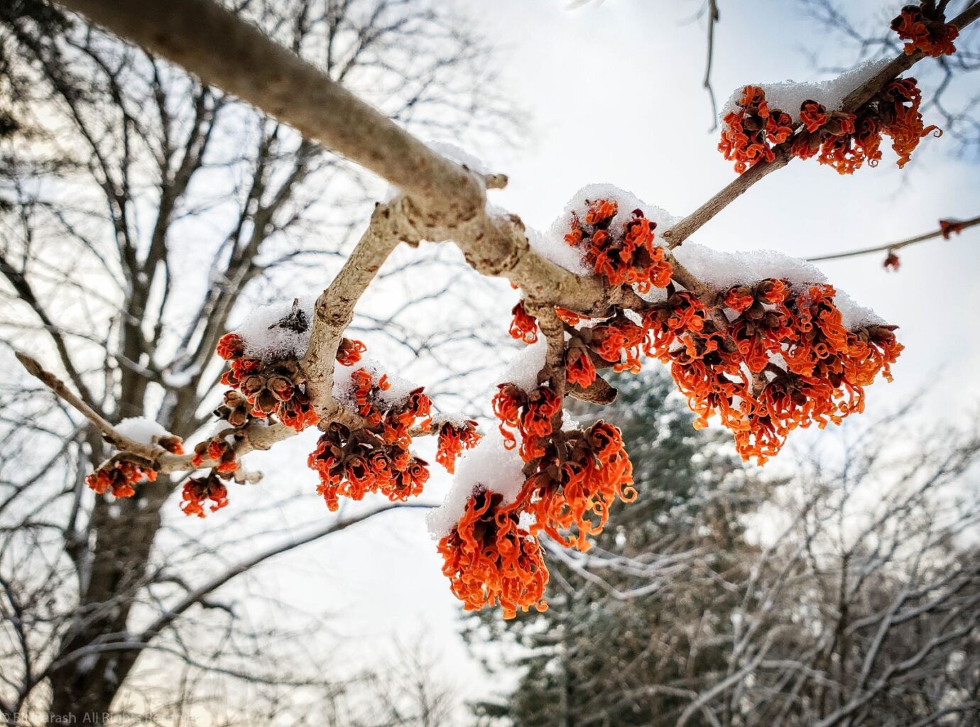 Planting Fields Foundation