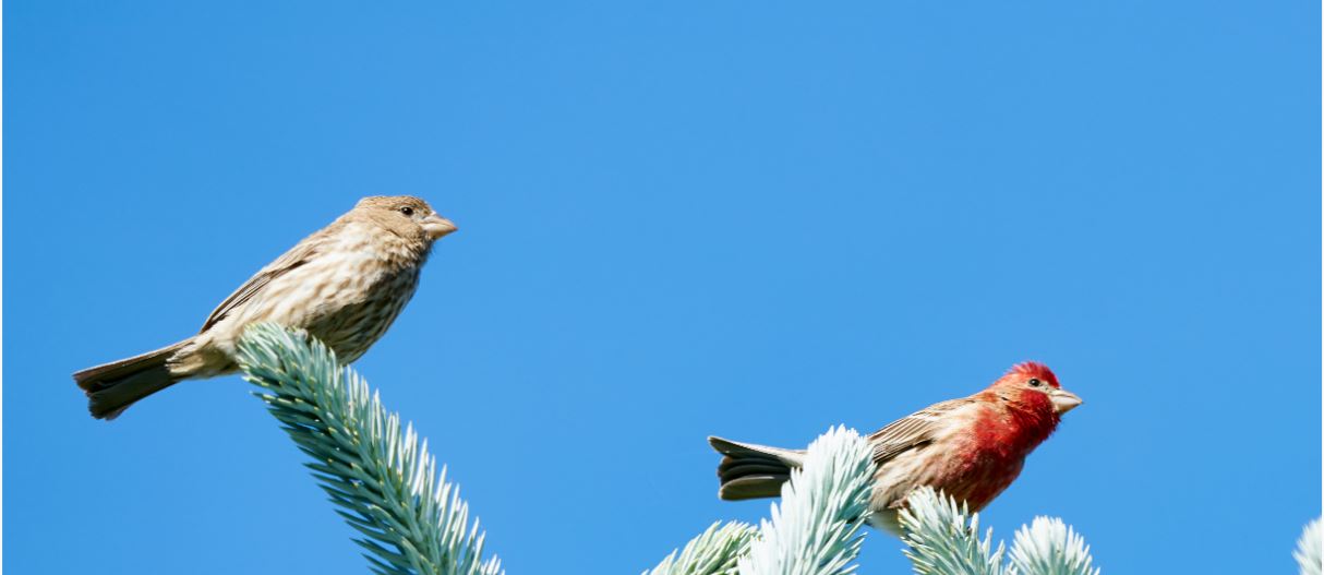 Planting Fields Foundation
