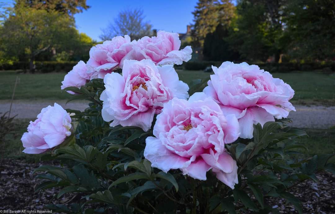 Planting Fields Foundation